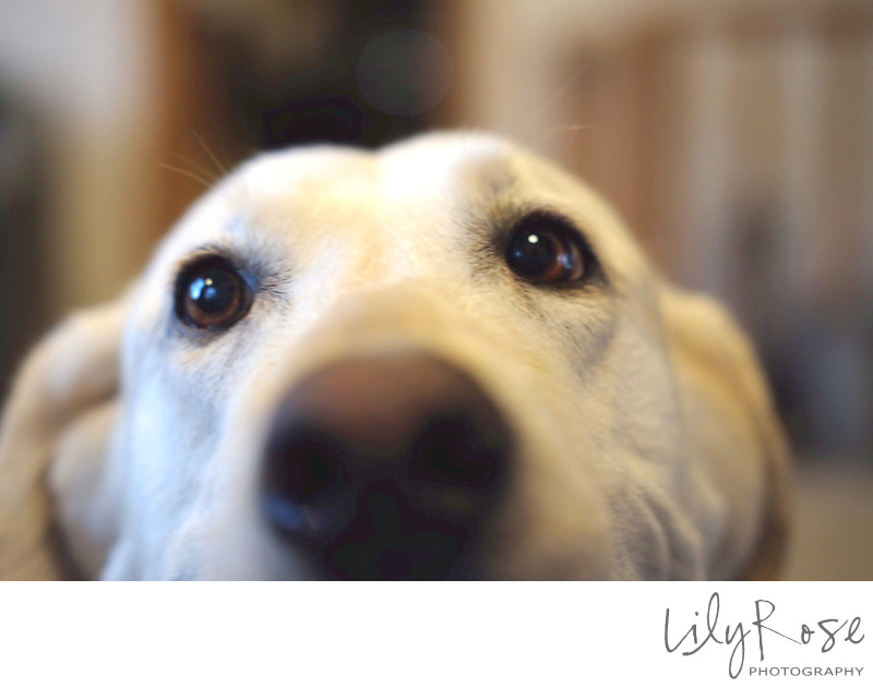 Midnight Fuji XT1 Yellow Lab