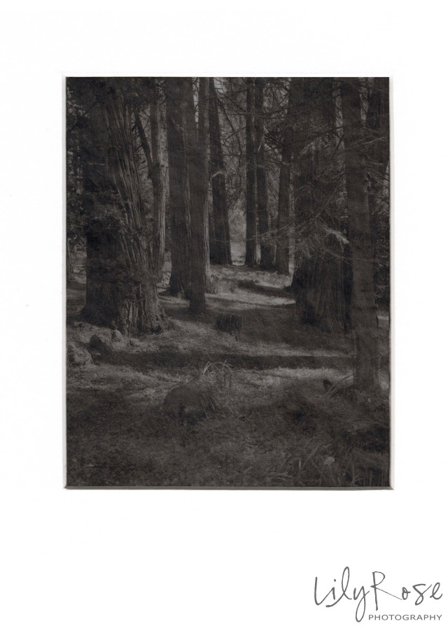 Platinum 4x5 on Vellum Forrest through the Trees