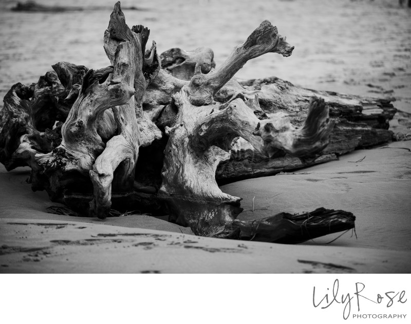 Mendocino Driftwood Wedding Photographer