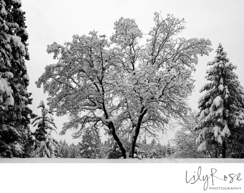 Winter is Coming Split Oak Tree