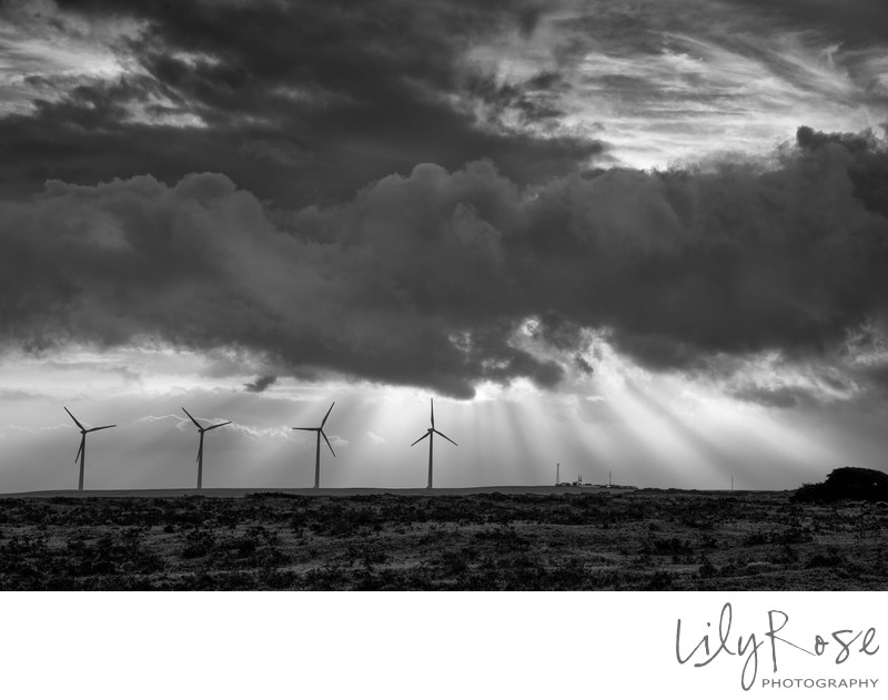 Lily Rose Photography Hawaii Windmill and Sunshine