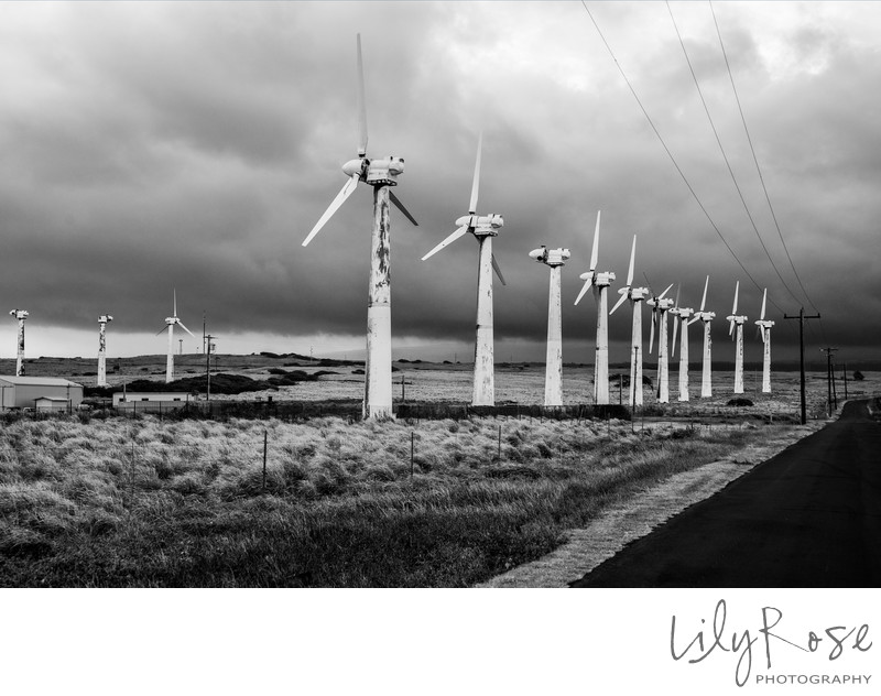 Lily Rose Photography Hawaii Windmills