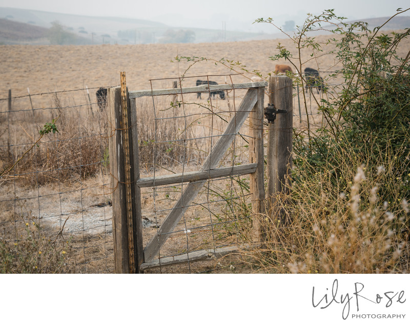 Carneros Resort and Spa Wedding Photography