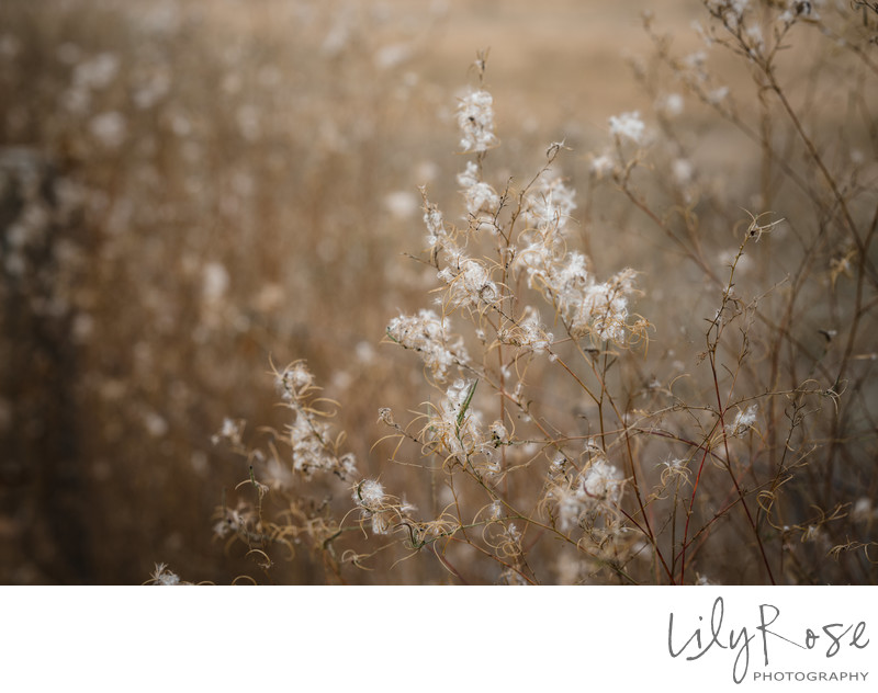 Details of Carneros Resort and Spa Napa Photographers