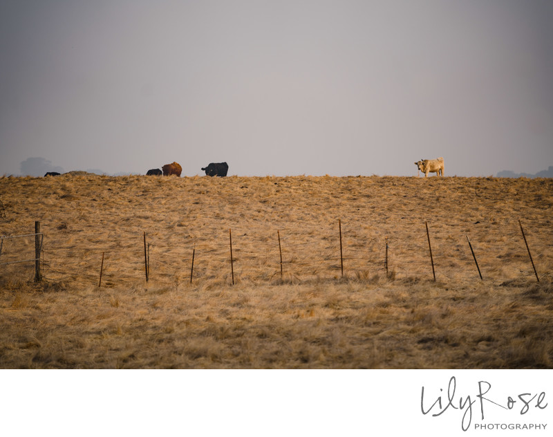 Scenic View Carneros Resort and Spa Napa Photographers