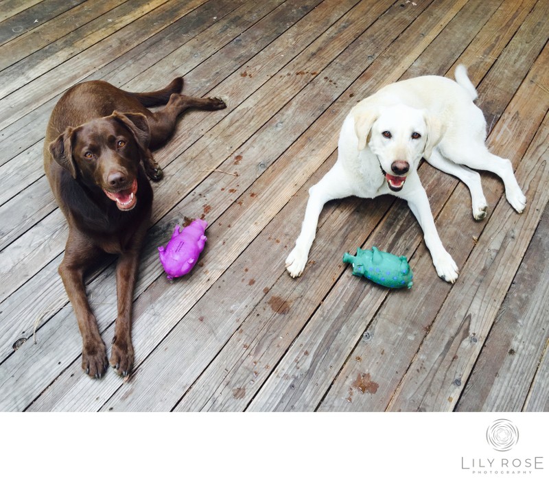 Baily and Midnight