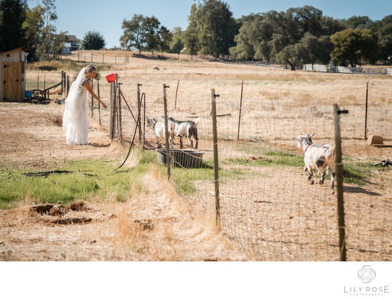 Rustic Wedding Photographer Sonoma County