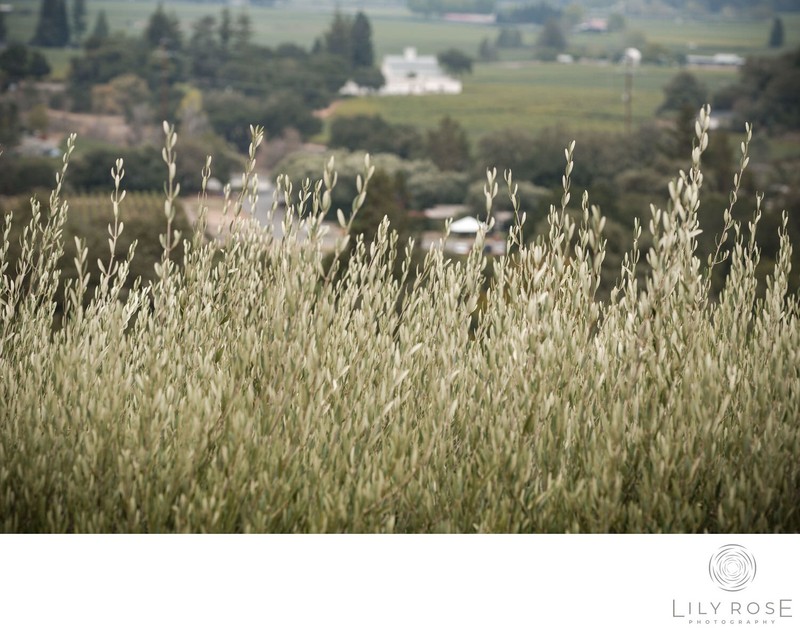 Auberge du Soleil Editorial Napa Wedding Photographers