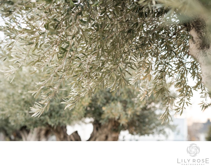 Four Seasons Napa Valley Wedding Photographer