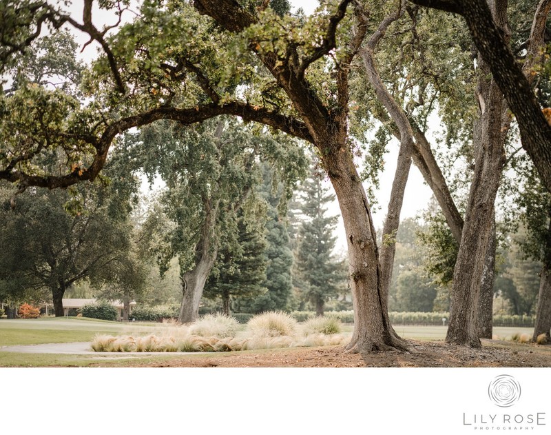 Luxury Napa Editorial Wedding Photographer