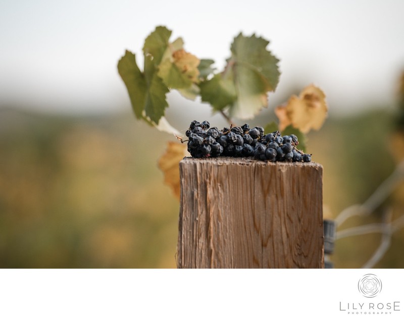 Napa Wedding Photographer Charles Krug Winery Details
