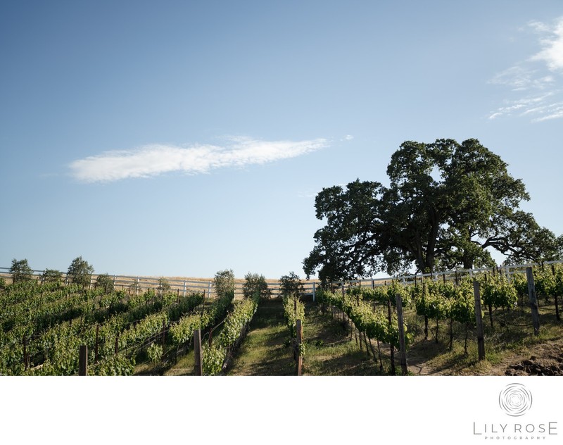 Napa Vineyard Wedding Photographers Meritage Resort