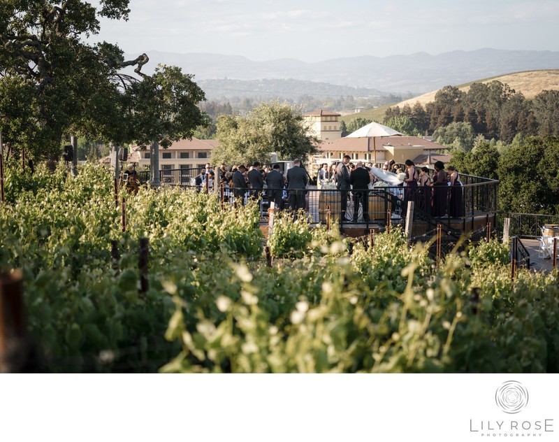 Napa Vineyard Wedding Photographer Meritage Resort