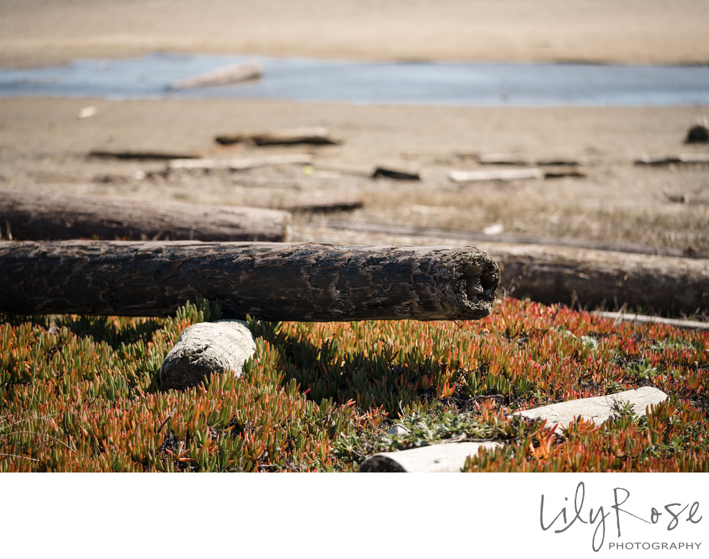 Point Reyes Sonoma Wedding Photographers Beach View