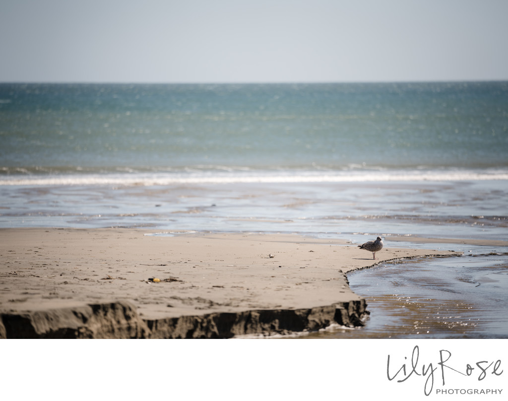 Sir Francis Drake Beach Sonoma Wedding Photographers