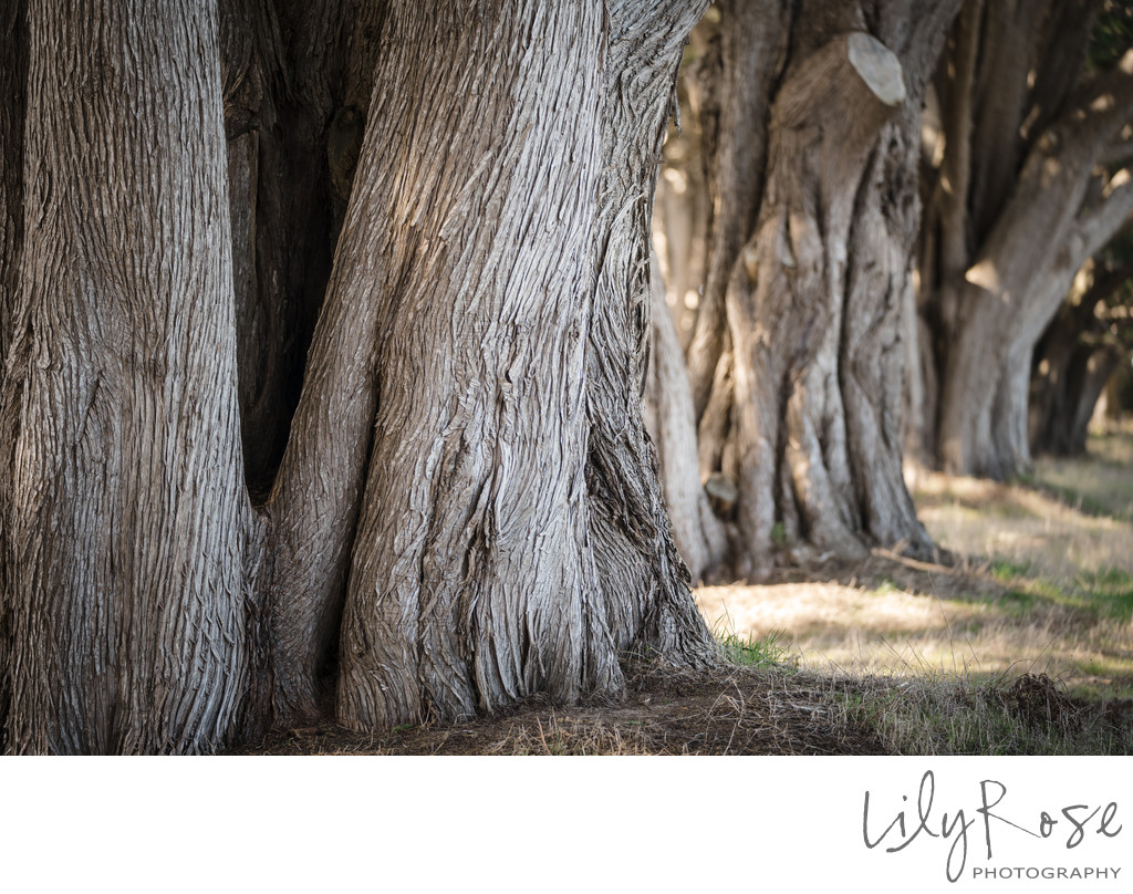 Point Reyes Cypress Grove Sonoma Wedding Photographers 