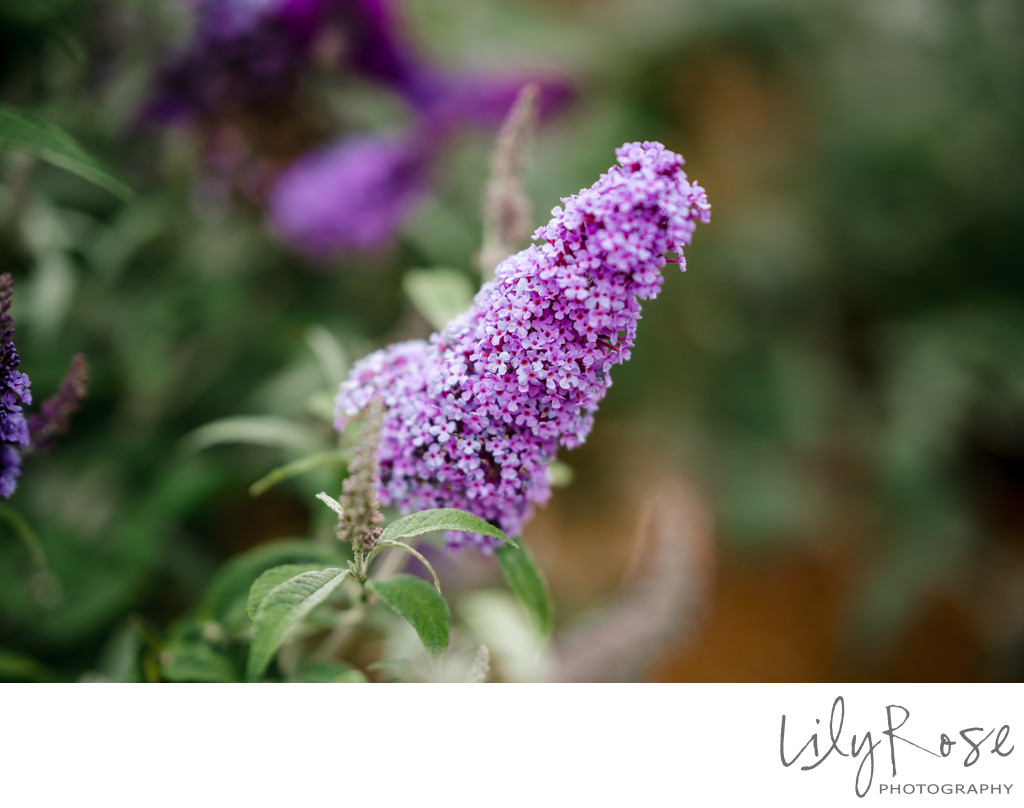 Santa Barbara Bacara Resort Spa Wedding Photographers