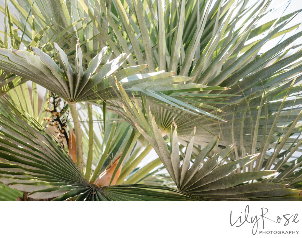 Santa Barbara Photographers Bacara Resort Wedding