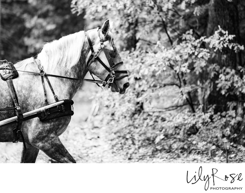 Private Estate Photographers Horse-Drawn Carriage