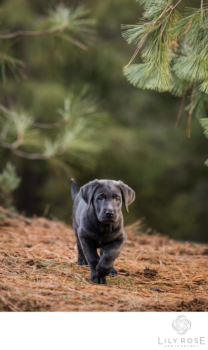 11 Weeks Ghost the Obsidian Shadow of Coda Charcoal Lab