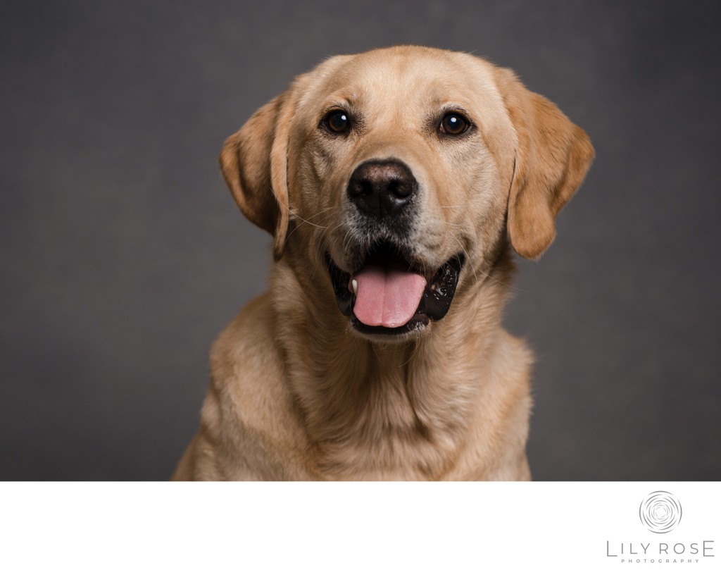 Modern Professional Pet Headshot Photographer Napa
