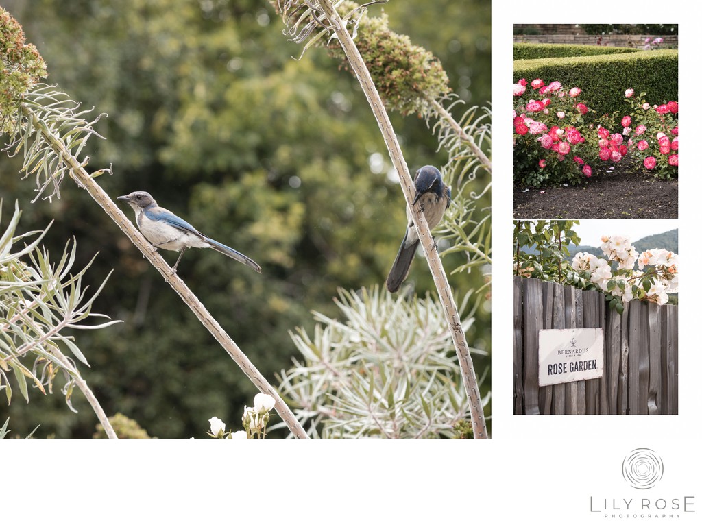 Carmel Luxury Wedding Photographers California