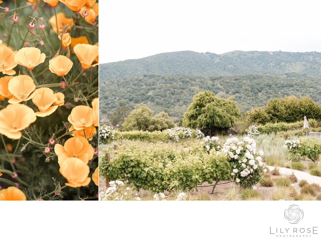 Top Carmel Wedding Photographer