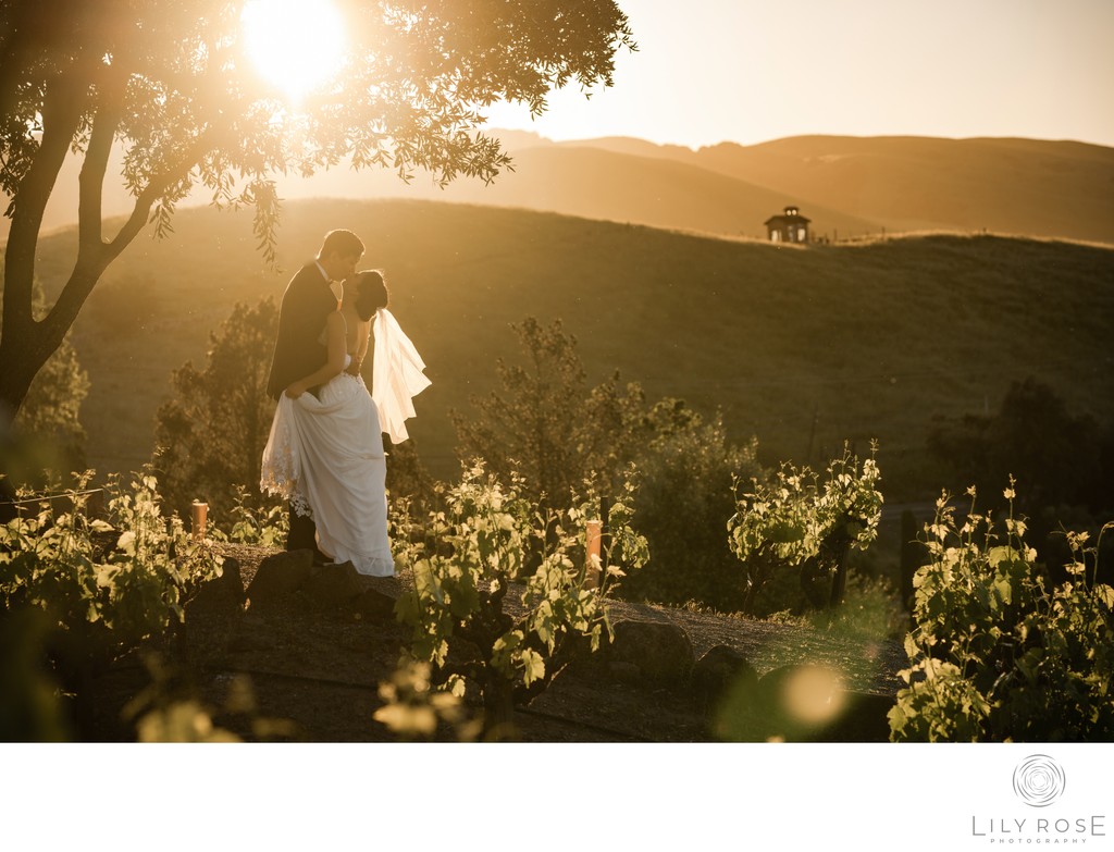 Sunset Viansa Sonoma Documentary Wedding Photographer