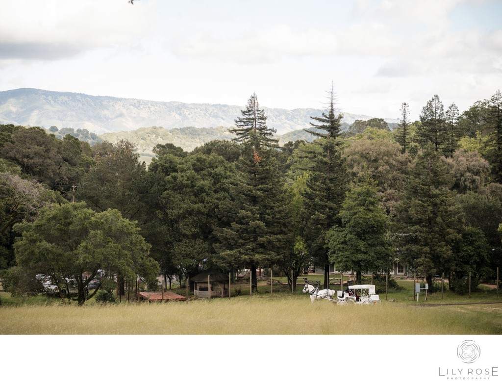 Private Estate Wedding Photography Horse-Drawn Carriage