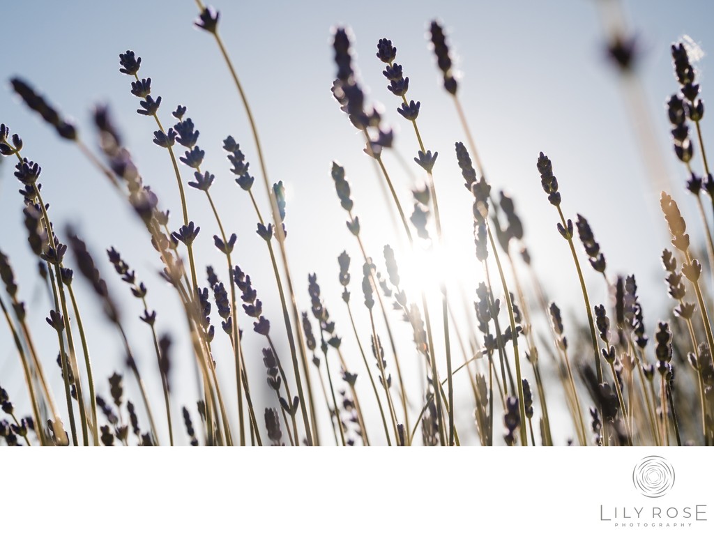 Lavender Stanly Ranch Napa Wedding Photographers