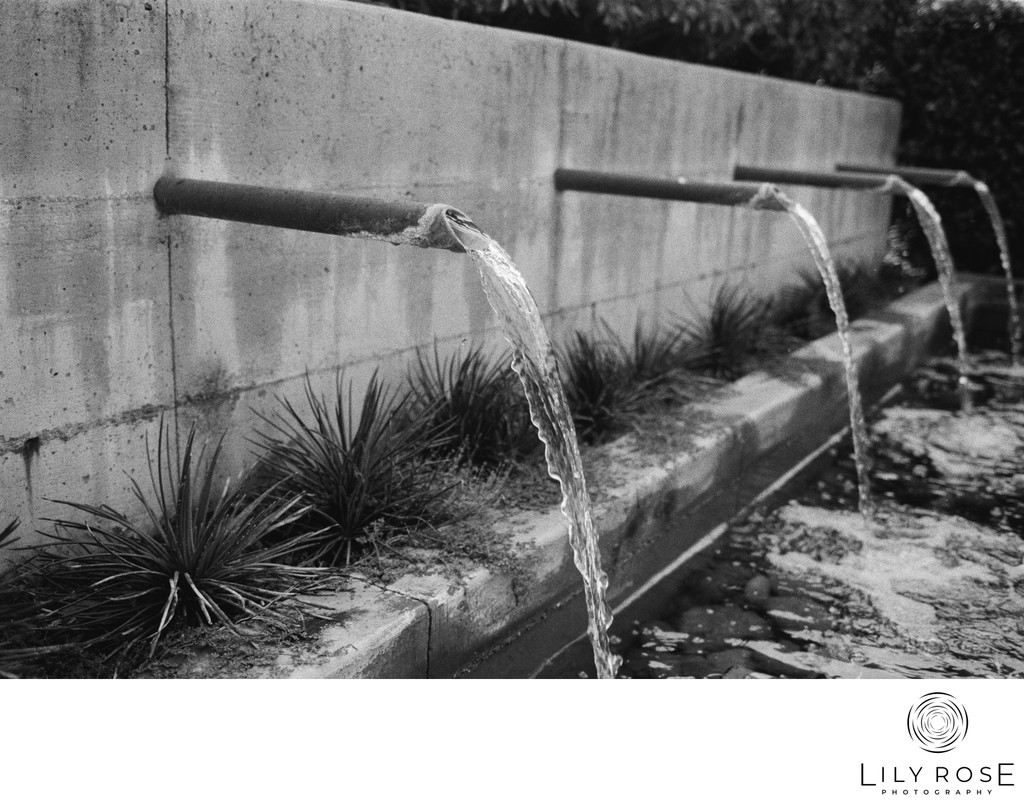 Solage Film Wedding Photographer Calistoga