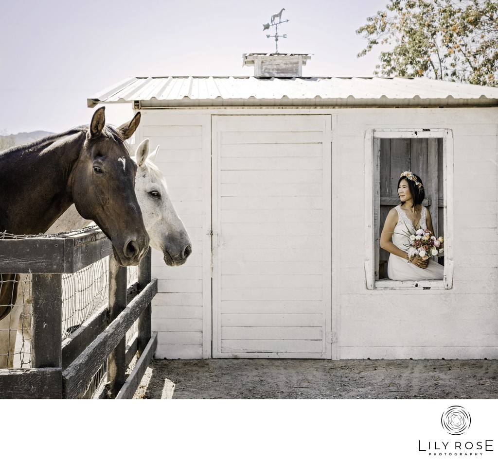 Horses Bride