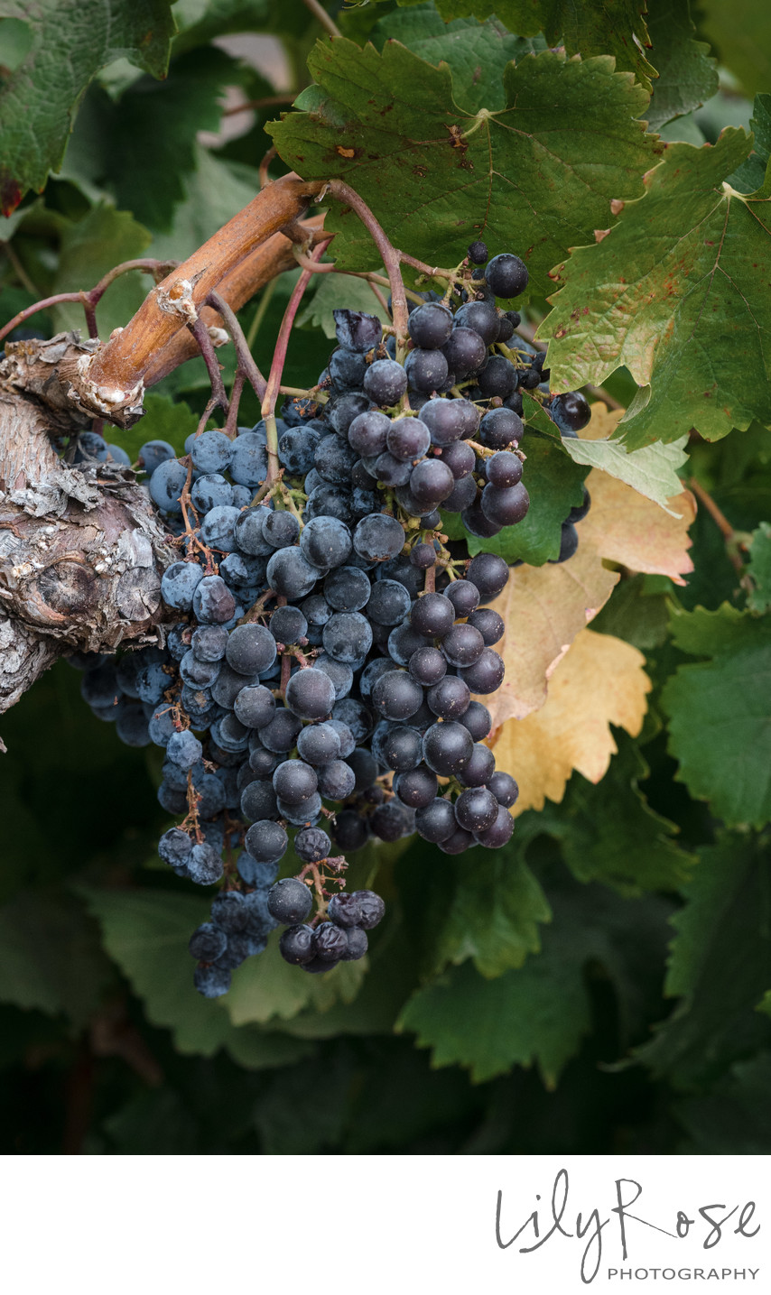Details at a Ledson Winery Wedding