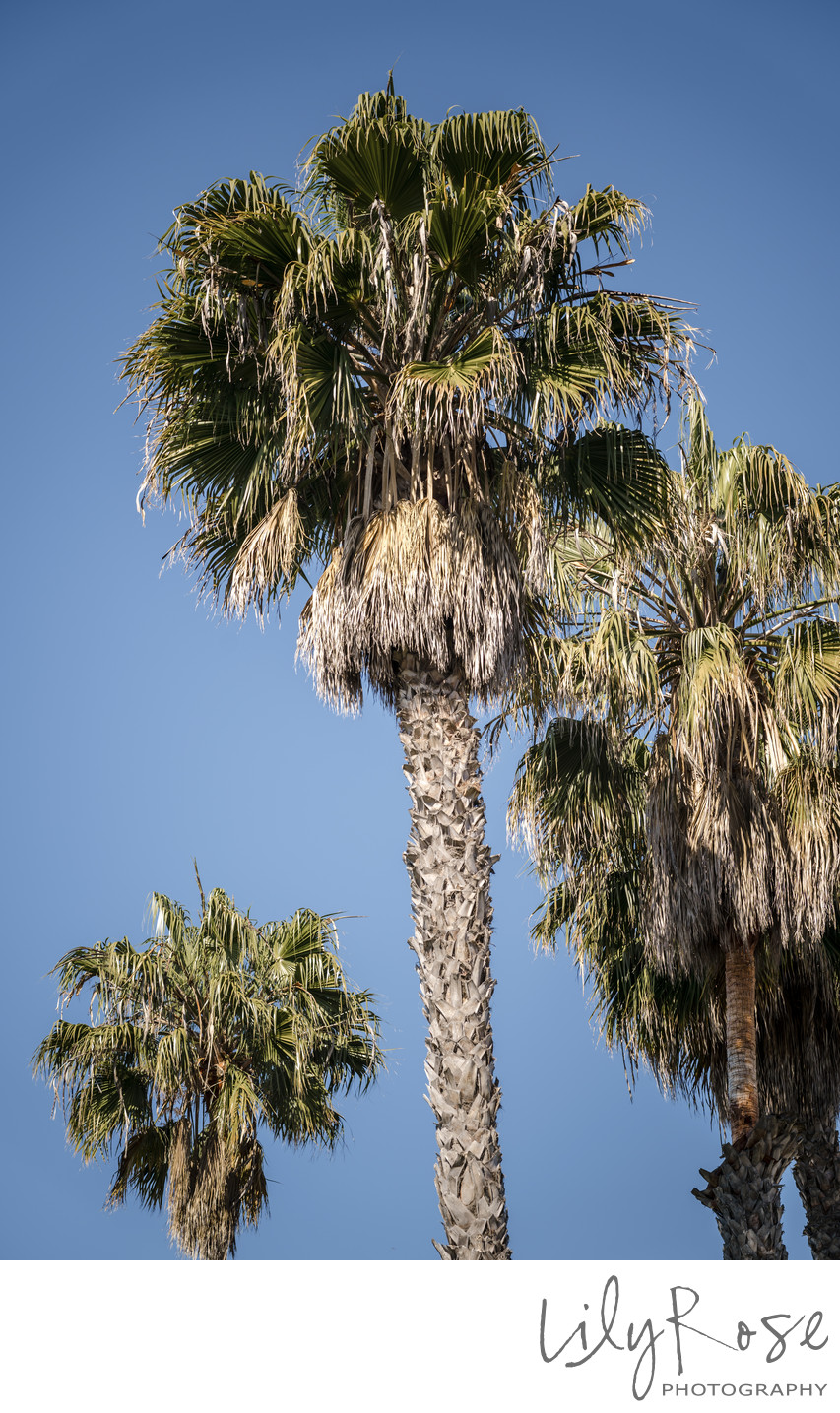 Palm Trees Santa Barbara Photographers Bacara Wedding
