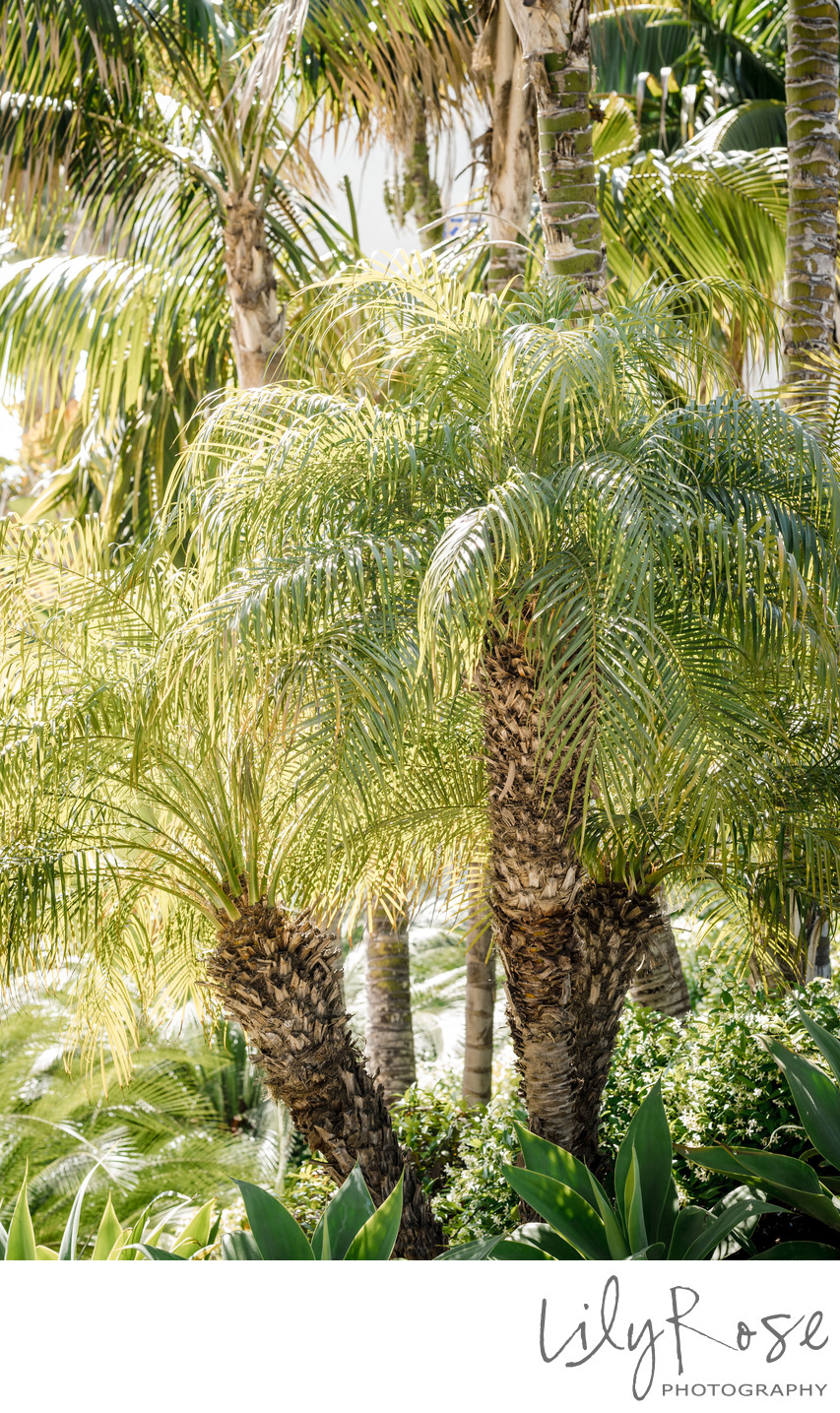 Bacara Resort Santa Barbara Wedding Photography