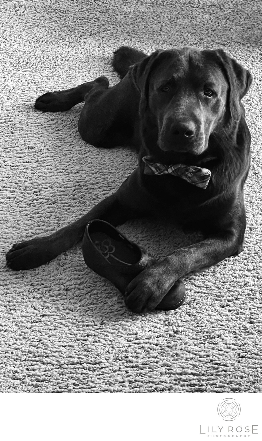 Satyr Dog Boudoir Photography