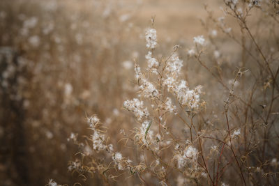 Details of Carneros Resort and Spa Napa Photographers