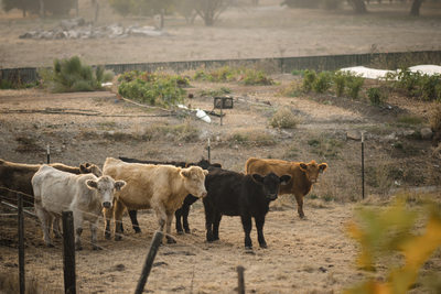 Views from Carneros Resort Spa Sonoma Photographers