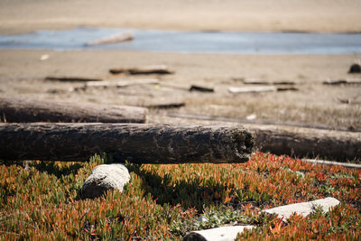 Point Reyes Sonoma Wedding Photographers Beach View