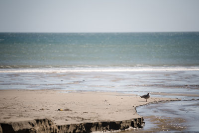 Sir Francis Drake Beach Sonoma Wedding Photographers