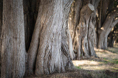 Point Reyes Cypress Grove Sonoma Wedding Photographers 