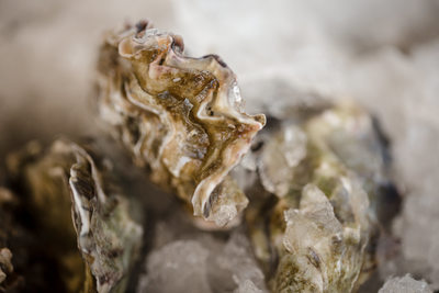 Cocktail Hour Oysters Harrow Cellars Wedding Photography