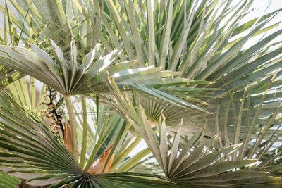 Santa Barbara Photographers Bacara Resort Wedding