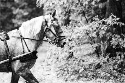 Private Estate Photographers Horse-Drawn Carriage