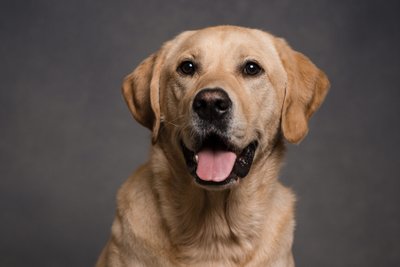 Modern Professional Pet Headshot Photographer Napa