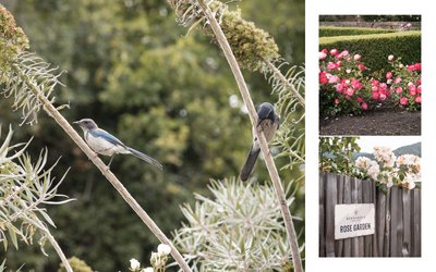 Carmel Luxury Wedding Photographers California