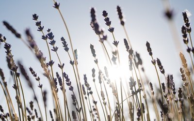 Lavender Stanly Ranch Napa Wedding Photographers