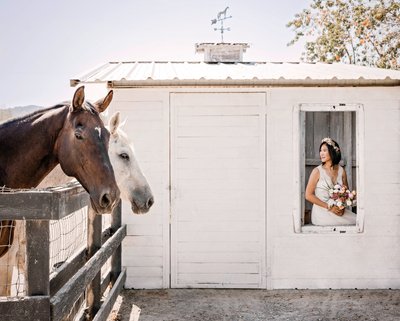 Horses Bride