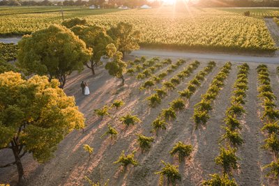 Banshee Winery Napa Wedding Photographers