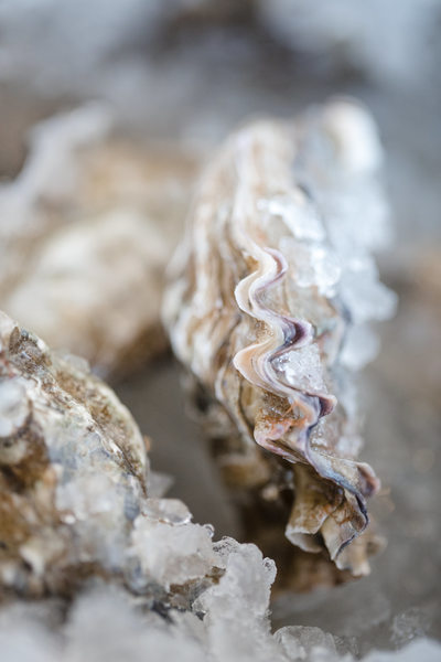 Oyster Detail at a Wedding Reception